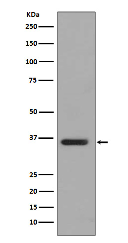 PP2A alpha/beta Ab