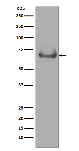 Lamin B Receptor Ab