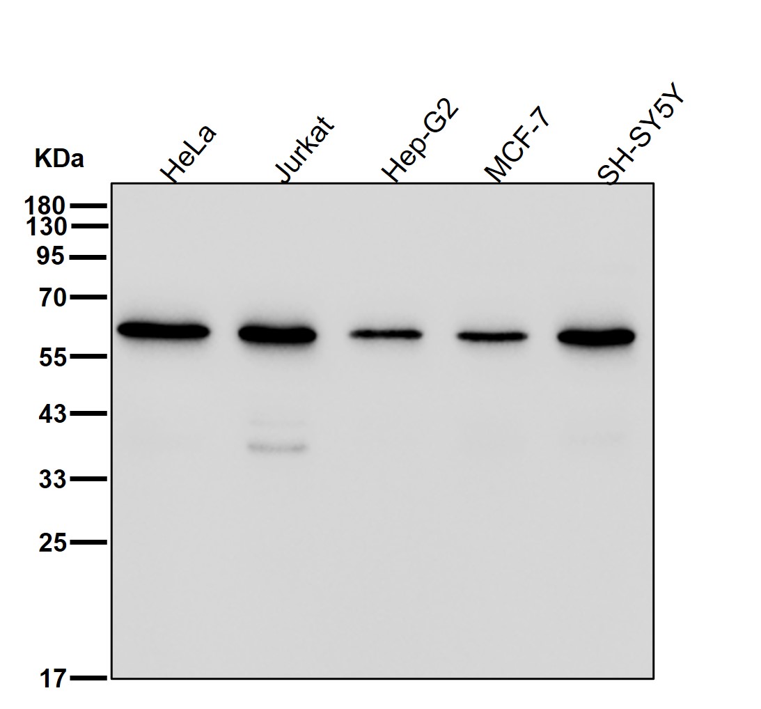 Lamin B Receptor Ab