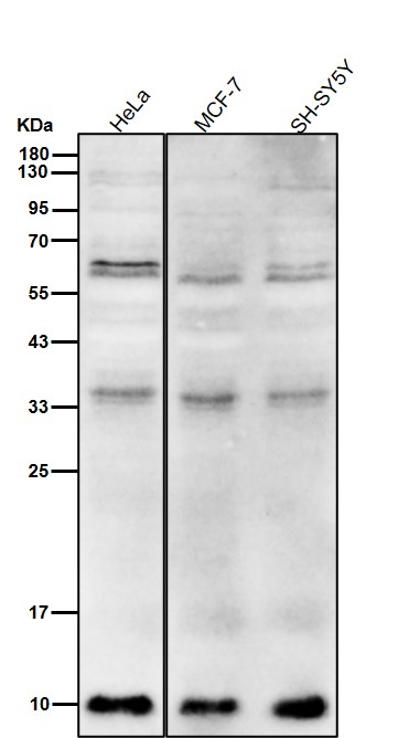 DYNLL1 Ab