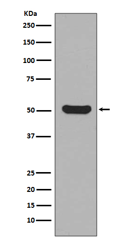 Cytokeratin 16 Ab