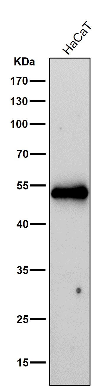 Cytokeratin 16 Ab