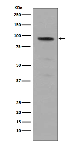 p-STAT5A (Y694) Ab