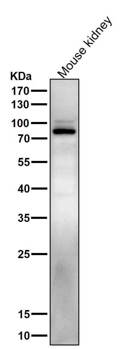 p-STAT5A (Y694) Ab