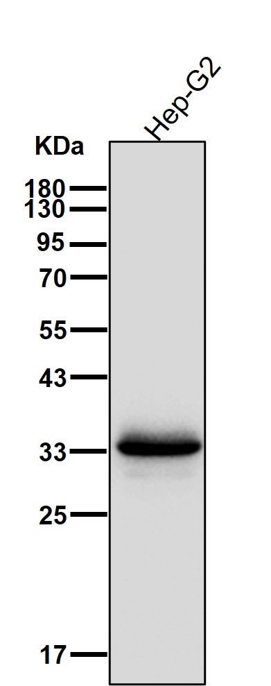 Apolipoprotein E Ab