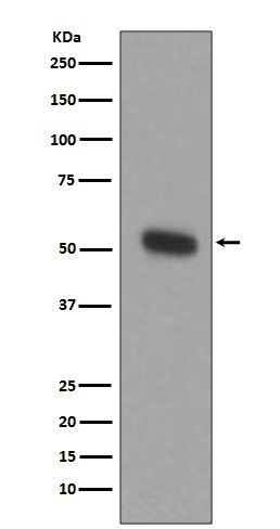 TPH1 Ab