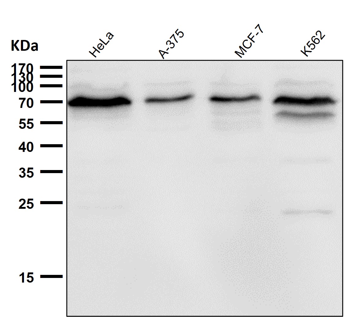 TPH1 Ab