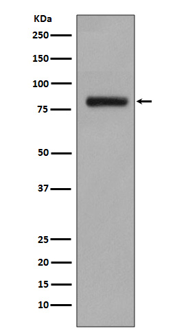 Golgi membrane protein 1 Ab