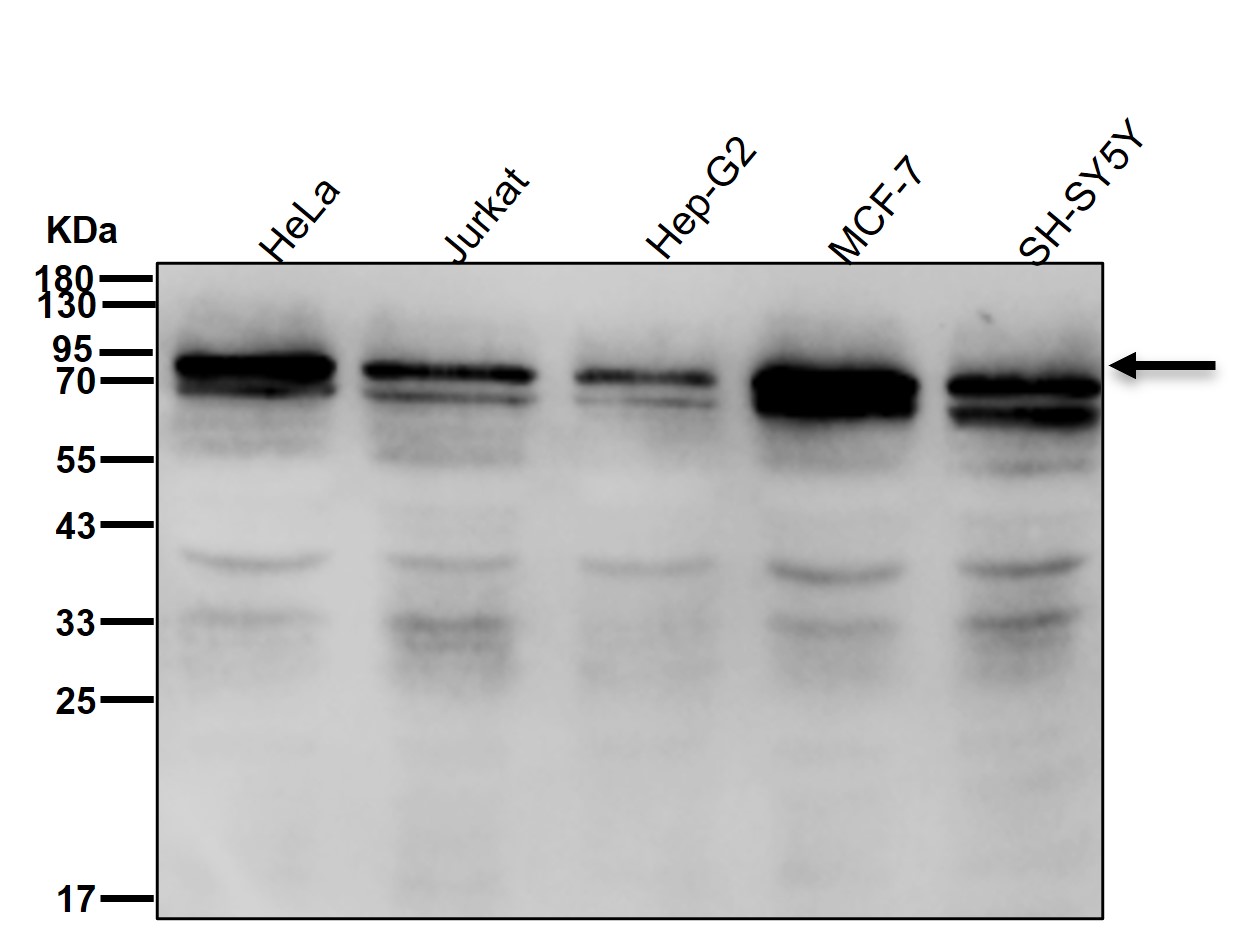 Golgi membrane protein 1 Ab