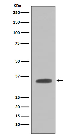 Caspase 7 Ab