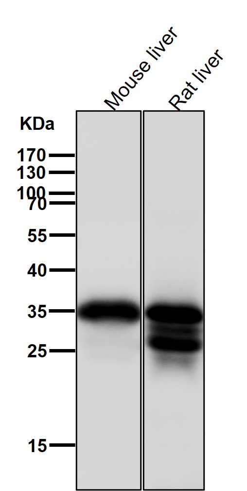 Caspase 7 Ab