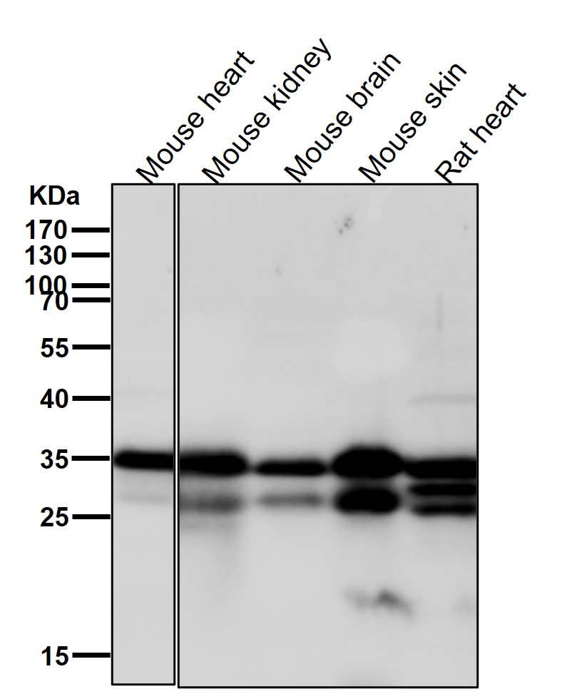 Caspase 7 Ab