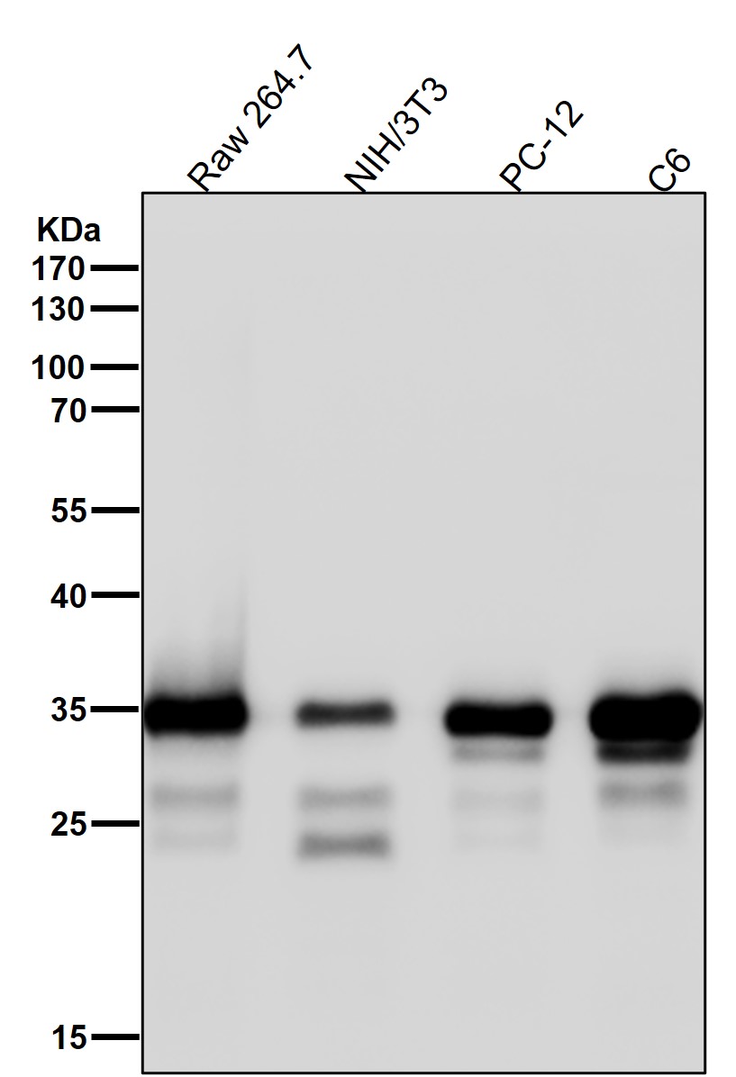 Caspase 7 Ab