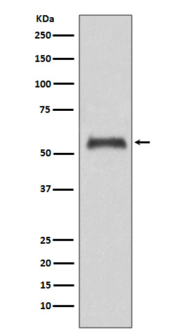 Caspase 8 Ab