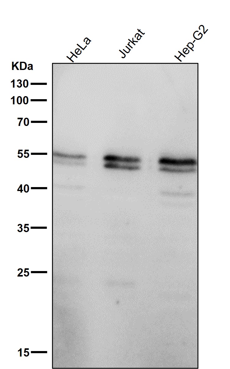 Caspase 8 Ab