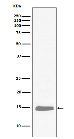 Hemoglobin alpha Ab