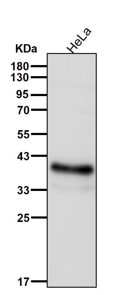 Islet 1 Ab