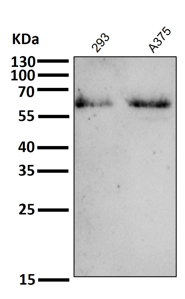 p-AMPK alpha 1/2 (T183/T172) Ab