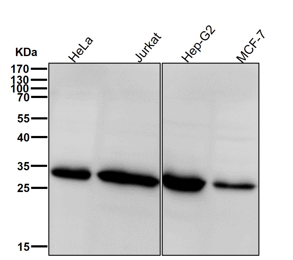 Caspase 6 Ab