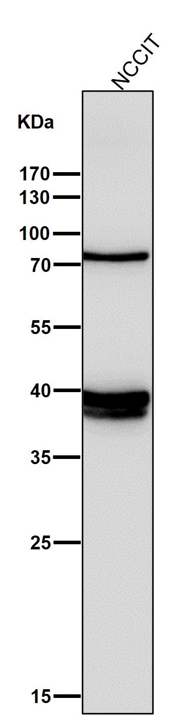 Nanog Ab