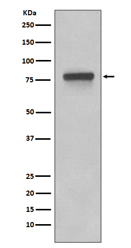 Trophoblast glycoprotein Ab