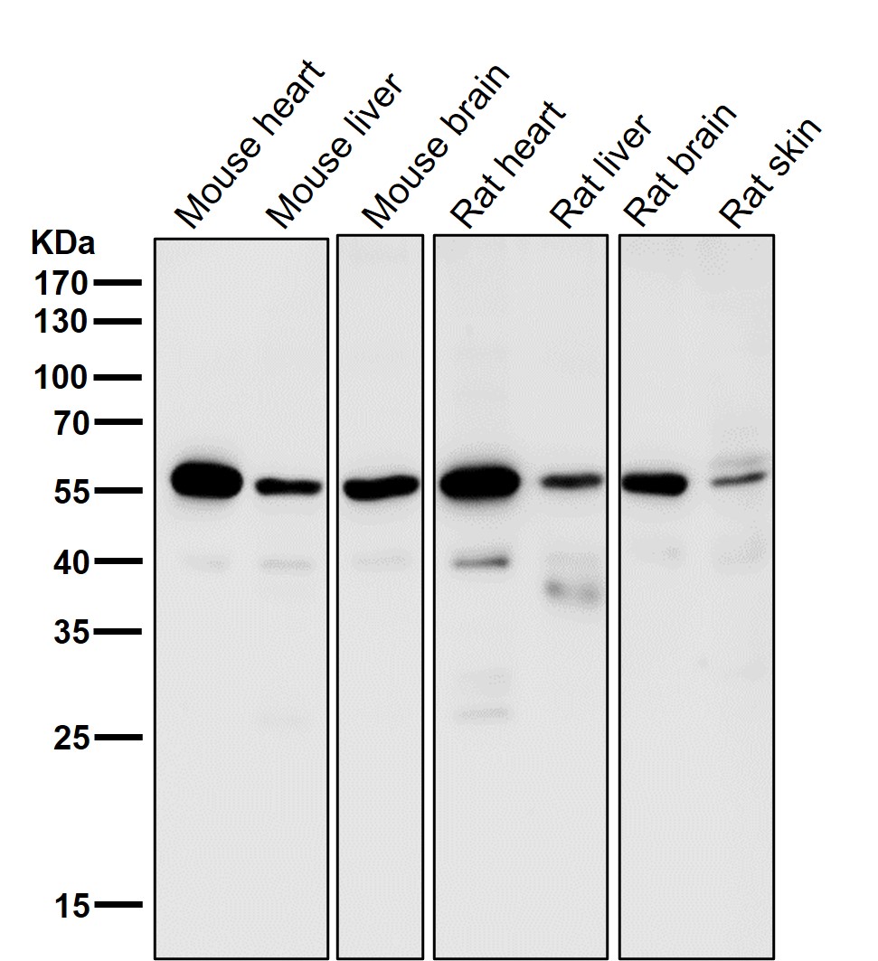 SGK1 Ab