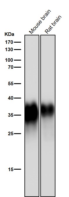 Major prion protein Ab