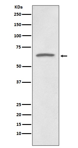 p73 Ab