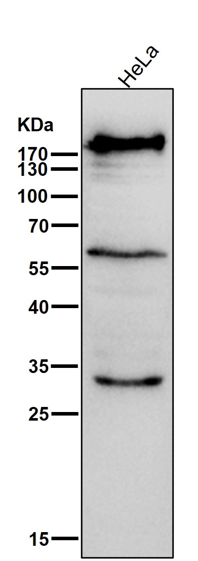 DNA PKcs Ab