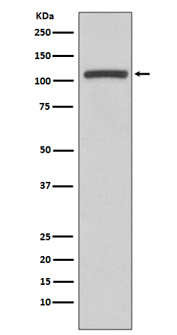 PI3 kinase p110 beta Ab