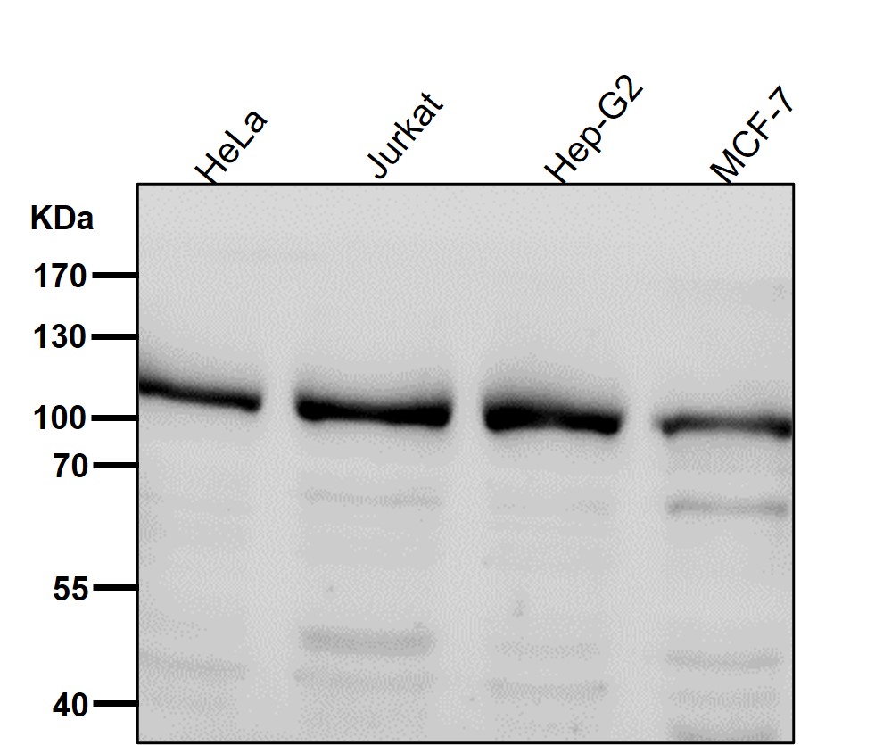 PI3 kinase p110 beta Ab