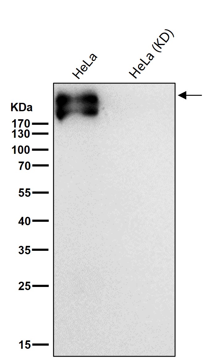 Fibronectin Ab