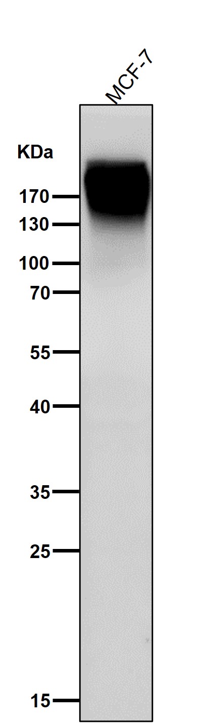 Fibronectin Ab