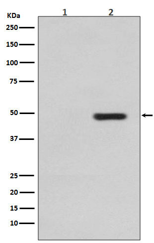 p-Tau (T231) Ab