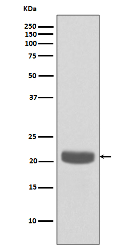 PEBP1 Ab