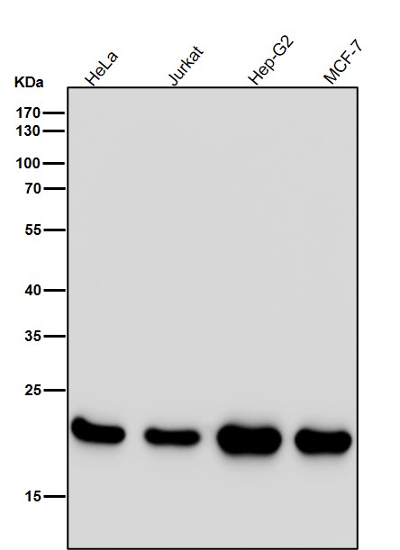 PEBP1 Ab