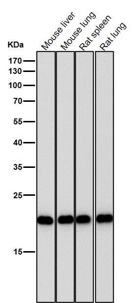 PEBP1 Ab