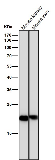 PEBP1 Ab