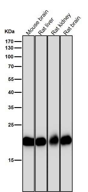 PEBP1 Ab