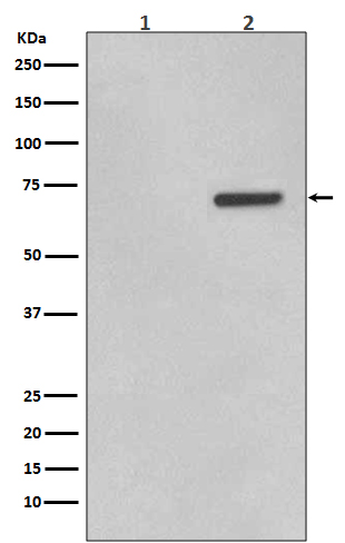 p-ATF2 (T71) Ab