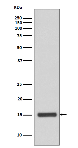 Cytochrome C Ab