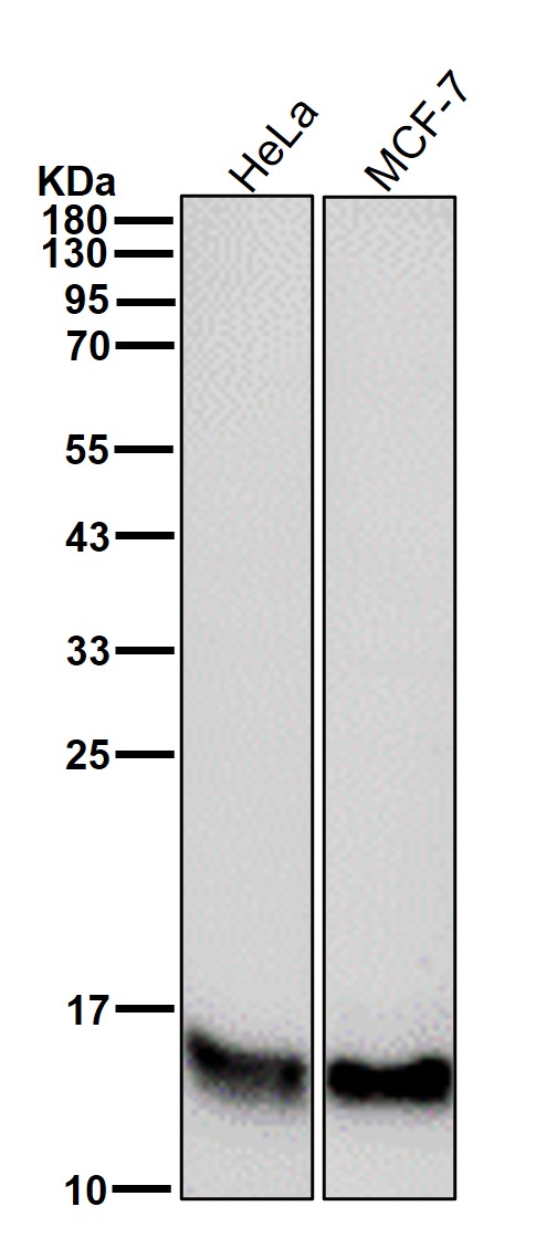 Cytochrome C Ab