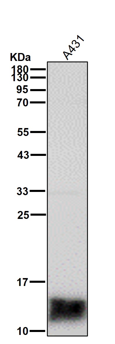 Cytochrome C Ab