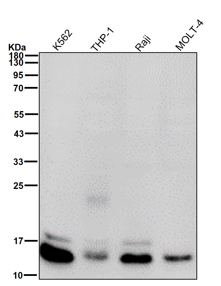 Cytochrome C Ab