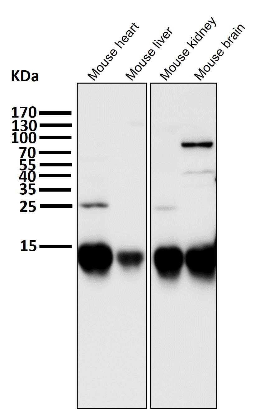 Cytochrome C Ab