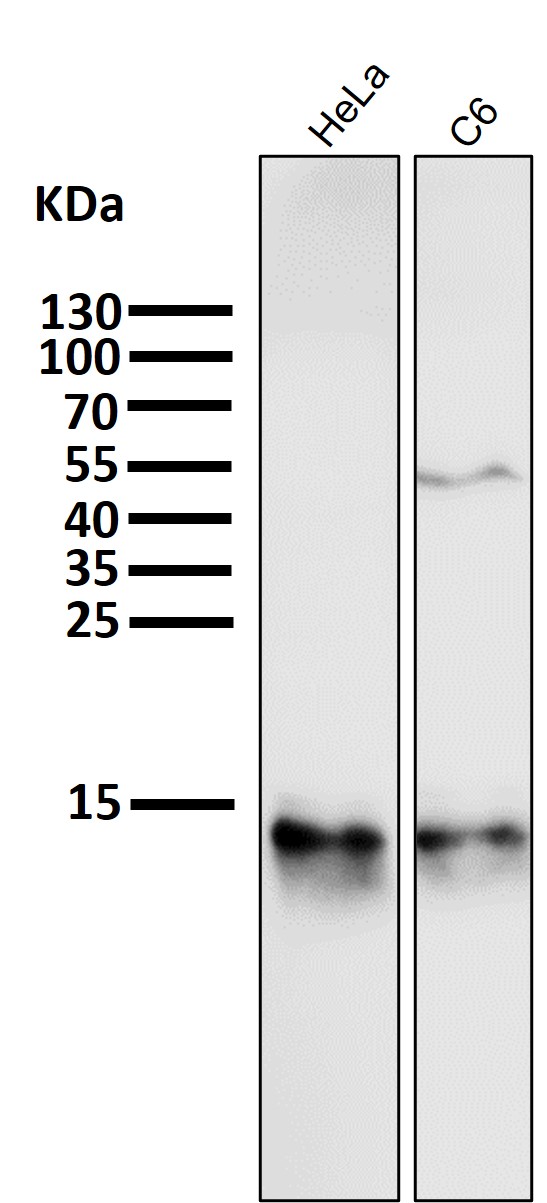 Cytochrome C Ab