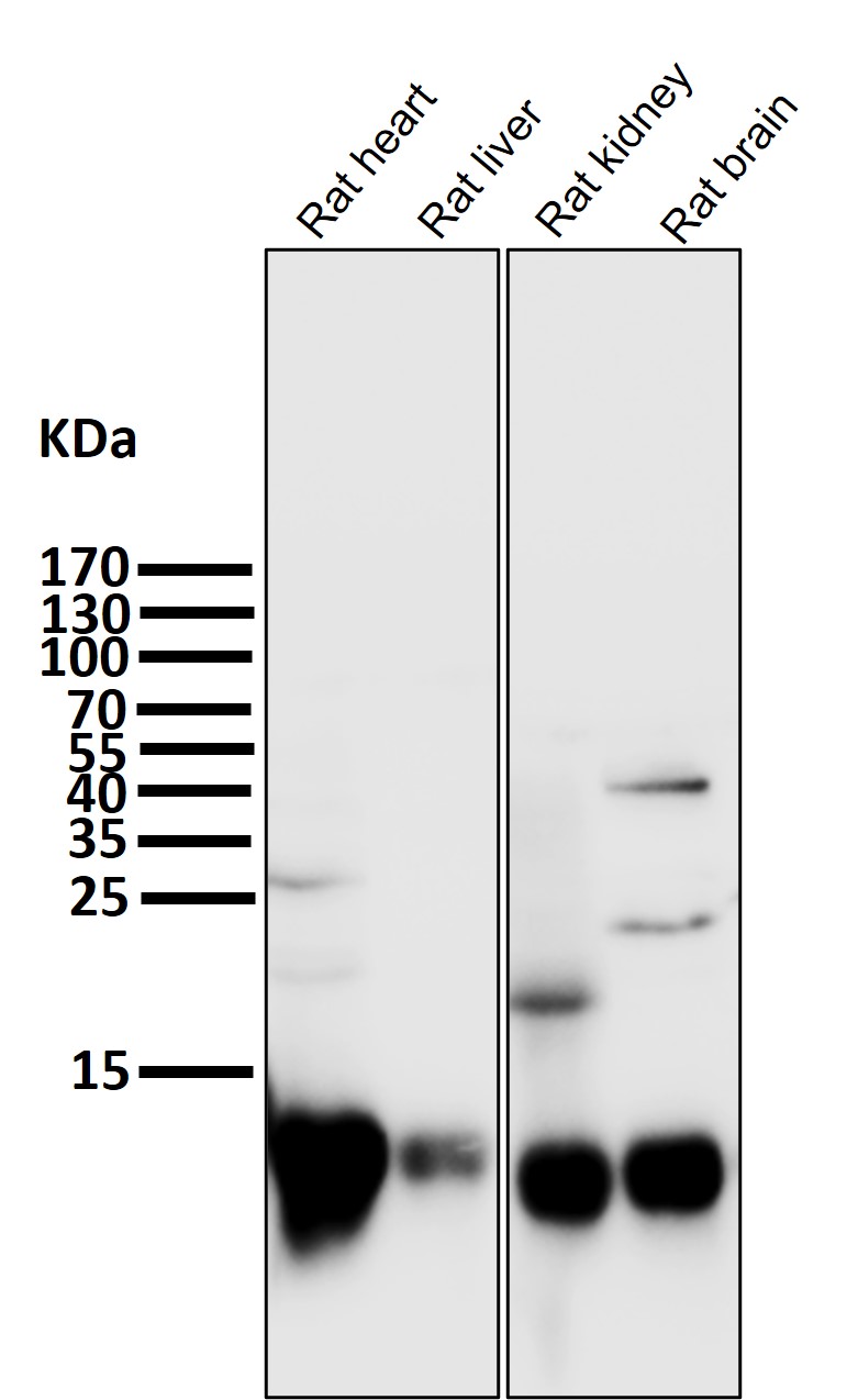 Cytochrome C Ab