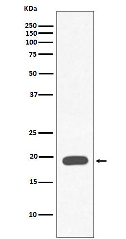 Myoglobin Ab