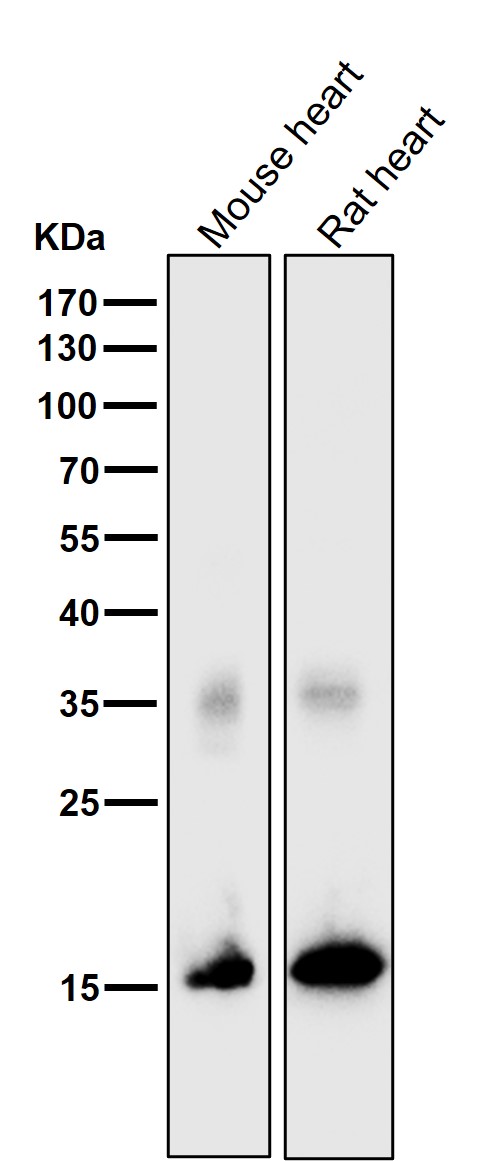 Myoglobin Ab