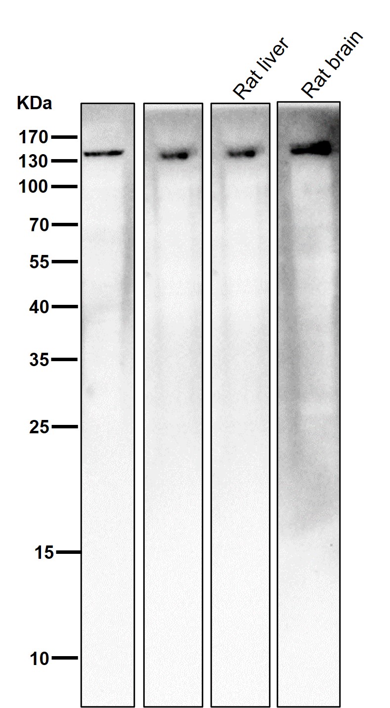 PLCG1 Ab